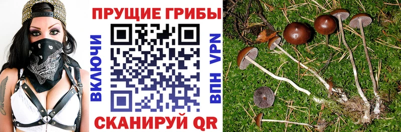 купить закладку  Остров  Галлюциногенные грибы Magic Shrooms 